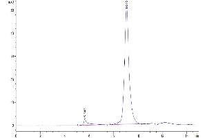 The purity of Mouse ADAM8 is greater than 95 % as determined by SEC-HPLC. (ADAM8 Protein (AA 17-658) (His tag))