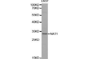 Western blot analysis of extracts of U937 cell line, using NAT1 antibody. (NAT1 antibody  (AA 1-290))