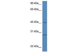 Western Blot showing Sh3glb1 antibody used at a concentration of 1. (SH3GLB1 antibody  (N-Term))