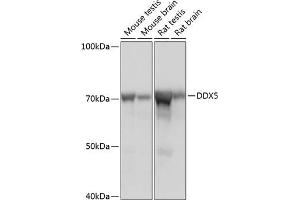 Western blot analysis of extracts of various cell lines, using DDX5 Rabbit mAb (ABIN7266698) at 1:1000 dilution.