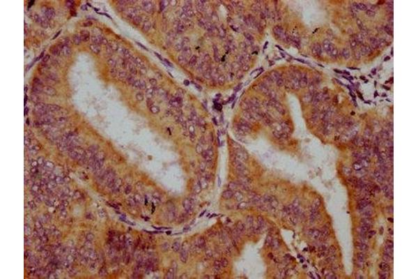 TRIM26 antibody  (AA 151-270)