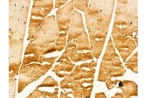 ABIN7094261 and ABIN7098308 at 1/100 staining Mouse muscle tissue by IHC-P.