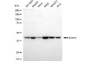 Western blotting analysis using beta actin antibody (ABIN7797467).
