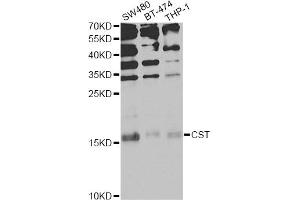 Western blot analysis of extracts of various cell lines, using CST1 Antibody (ABIN6293854) at 1:1000 dilution.