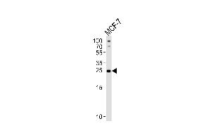 Western blot analysis of lysate from MCF-7 cell line, using PTPLB Antibody (C-term) (ABIN651166 and ABIN2840107).