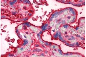 Human Placenta (formalin-fixed, paraffin-embedded) stained with TF antibody ABIN293195 at 10 ug/ml followed by biotinylated anti-mouse IgG secondary antibody ABIN481714, alkaline phosphatase-streptavidin and chromogen.