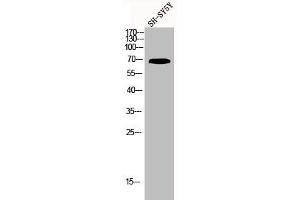 Western Blot analysis of SH-SY5Y cells using Kv3. (Kv3.4 antibody)