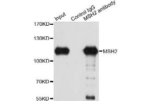 Immunoprecipitation analysis of 150 μg extracts of A549 cells using 3 μg MSH2 antibody (ABIN5970471). (MSH2 antibody)
