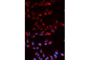 Immunofluorescence (IF) image for anti-Complement Factor P (CFP) antibody (ABIN1876586)