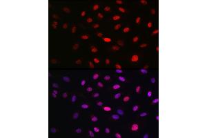 Immunofluorescence analysis of U2OS cells using WBP11 Rabbit pAb (ABIN7271390) at dilution of 1:100 (40x lens). (WBP11 antibody  (AA 1-140))