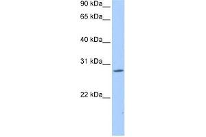 NRIP3 antibody used at 0. (NRIP3 antibody  (Middle Region))