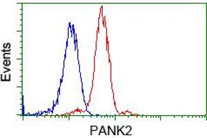 Image no. 5 for anti-Pantothenate Kinase 2 (PANK2) antibody (ABIN1500026)