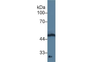 Western blot analysis of Rat Spinal cord lysate, using Human GDF11 Antibody (3 µg/ml) and HRP-conjugated Goat Anti-Mouse antibody (