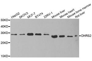 Western blot analysis of extracts of various cell lines, using DHRS2 antibody. (DHRS2 antibody  (AA 1-300))