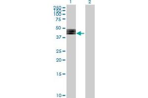 Western Blot analysis of FUT1 expression in transfected 293T cell line by FUT1 MaxPab polyclonal antibody. (FUT1 antibody  (AA 1-365))