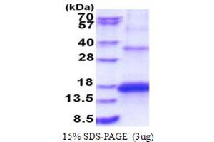 SDS-PAGE (SDS) image for Potassium Large Conductance Calcium-Activated Channel, Subfamily M beta Member 3 (KCNMB3) (AA 82-207) protein (His tag) (ABIN5853863) (KCNMB3 Protein (AA 82-207) (His tag))