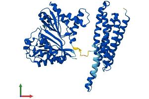 AlphaFold protein structure predicition of Human Recombinant FTCD Protein, UniprotID O95954 (FTCD Protein (AA 1-541) (His tag))