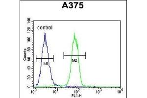 ECE-1 Antibody (C-term) (ABIN652254 and ABIN2841063) flow cytometric analysis of  cells (right histogram) compared to a negative control cell (left histogram). (ECE1 antibody  (AA 528-556))