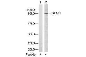 Image no. 2 for anti-Signal Transducer and Activator of Transcription 1, 91kDa (STAT1) (Tyr701) antibody (ABIN197172) (STAT1 antibody  (Tyr701))