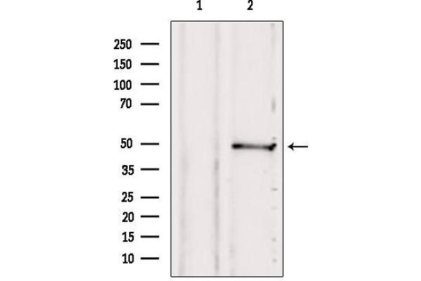 SUCLA2 antibody  (Internal Region)