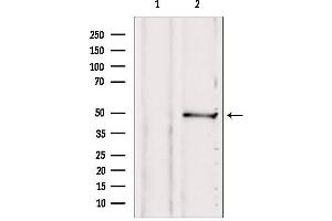 Western blot analysis of extracts from 293, using SUCLA2 antibody.