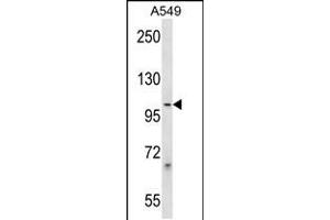 Western blot analysis in A549 cell line lysates (35ug/lane). (PCDHB1 antibody  (C-Term))