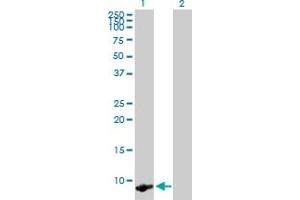 Western Blot analysis of TMSB4X expression in transfected 293T cell line by TMSB4X MaxPab polyclonal antibody. (TMSB4X antibody  (AA 1-44))