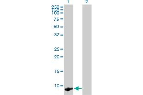 TMSB4X 抗体  (AA 1-44)