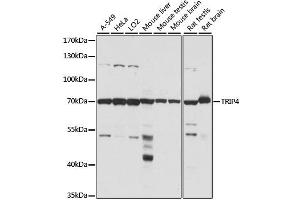 Western blot analysis of extracts of various cell lines, using TRIP4 antibody. (TRIP4 antibody)