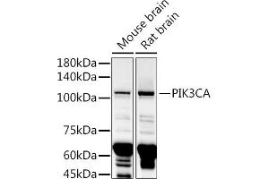 Western blot analysis of extracts of various cell lines, using PIK3CA antibody (ABIN6134411, ABIN6145635, ABIN6145637 and ABIN6216129) at 1:1000 dilution.