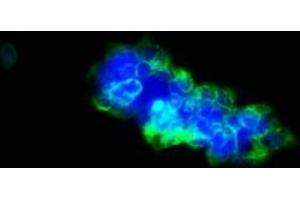 Immunofluorescence staining of 293 cells with ABIN7174678 at 1:33, counter-stained with DAPI. (ULBP1 antibody  (AA 26-216))