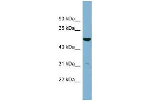 WB Suggested Anti-SDSL Antibody Titration:  0. (SDSL antibody  (Middle Region))