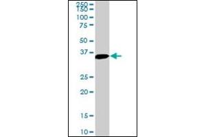 Western Blotting (WB) image for anti-Mesenchyme Homeobox 2 (MEOX2) antibody (ABIN781935) (MEOX2 antibody)