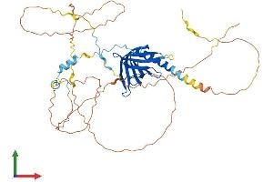 AlphaFold protein structure predicition of Human Recombinant RANBP3L Protein, UniprotID Q86VV4 (RANBP3L Protein (AA 1-465) (His tag))