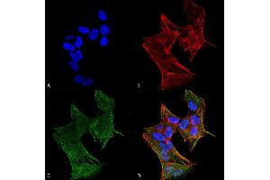 Immunocytochemistry/Immunofluorescence analysis using Rabbit Anti-IFT88 Polyclonal Antibody .