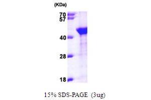 SDS-PAGE (SDS) image for Aminoacyl tRNA Synthetase Complex-Interacting Multifunctional Protein 1 (AIMP1) (AA 1-336) protein (His tag) (ABIN6386667) (AIMP1 Protein (AA 1-336) (His tag))