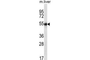 Western Blotting (WB) image for anti-Indian Hedgehog (IHH) antibody (ABIN2995189) (Indian Hedgehog antibody)