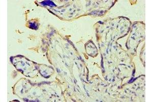 Immunohistochemistry of paraffin-embedded human placenta tissue using ABIN7143709 at dilution of 1:100 (PLAP antibody  (AA 260-520))