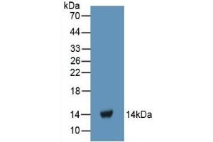 Detection of Recombinant FGa, Human using Polyclonal Antibody to Fibrinogen Alpha Chain (FGA) (FGA antibody  (AA 124-214))