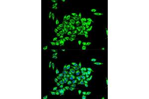 Immunofluorescence analysis of HeLa cell using TRAP1 antibody. (TRAP1 antibody)