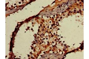 Immunohistochemistry of paraffin-embedded human testis tissue using ABIN7142174 at dilution of 1:100 (OAS3 antibody  (AA 424-565))