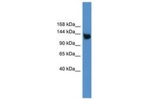 Image no. 1 for anti-Low Density Lipoprotein Receptor-Related Protein 8, Apolipoprotein E Receptor (LRP8) (AA 650-699) antibody (ABIN6746240) (LRP8 antibody  (AA 650-699))