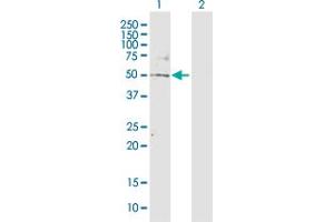 Western Blot analysis of TBL2 expression in transfected 293T cell line by TBL2 MaxPab polyclonal antibody.