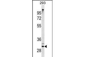 ZWINT Antibody (ABIN1538739 and ABIN2843832) western blot analysis in 293 cell line lysates (35 μg/lane).