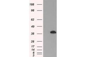 HEK293T cells were transfected with the pCMV6-ENTRY control (Left lane) or pCMV6-ENTRY MAPK1 (Right lane) cDNA for 48 hrs and lysed. (ERK2 antibody)
