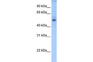 WB Suggested Anti-STEAP3 Antibody Titration:  0. (STEAP3 antibody  (C-Term))