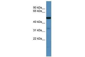 Western Blot showing ZDHHC3 antibody used at a concentration of 1-2 ug/ml to detect its target protein.