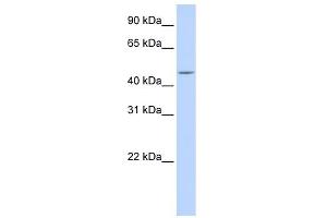 WB Suggested Anti-CPE Antibody Titration: 0.