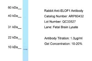 Western Blotting (WB) image for anti-Elongation Factor 1 Homolog (ELOF1) (N-Term) antibody (ABIN970620) (ELOF1 antibody  (N-Term))
