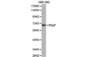 Western Blotting (WB) image for anti-Prosaposin (PSAP) antibody (ABIN1874353) (Prosaposin antibody)